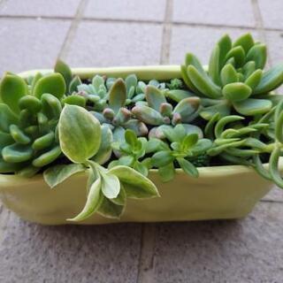 多肉植物差し上げます②の画像