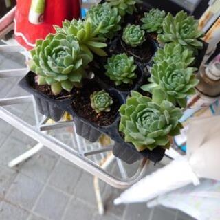 多肉植物差し上げます②の画像