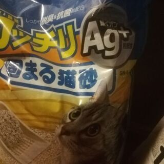 猫砂の画像