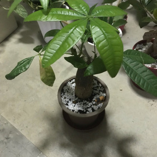 🍀観葉植物 ミニパキラ&ミニライオン