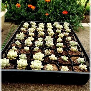 <<サマーセール>>【多肉植物】エケベリア／グラプトベリア属『白牡丹』2号ポット入り(HBT50)の画像