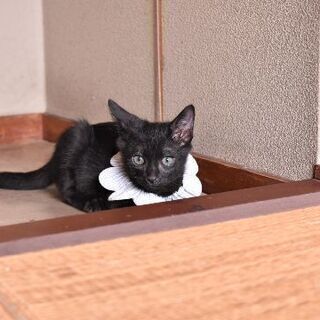 生後二ヶ月半の男の子です