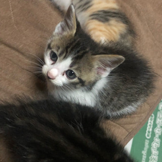 保護した子猫大事に育ててくれる方いませんか？