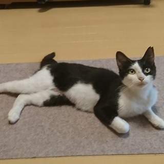 人が大好きな甘えっこクロエちゃん
