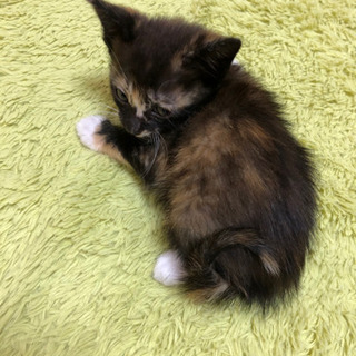 里親さん決定しました😊甘えん坊のサビの美猫ちゃん