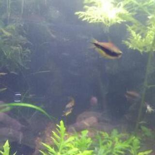 エンペラーテトラ　5匹前後の画像