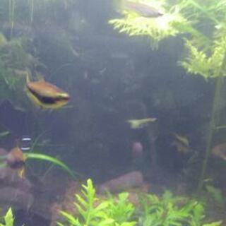 エンペラーテトラ　5匹前後の画像