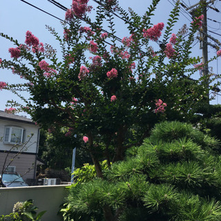 庭木 庭石 2