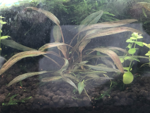 水草 クリプトコリネ・アフィニス  ✨価格は大株5株の値段✨バラ売りも可能❗️