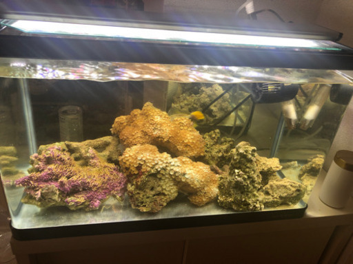 ※60cm海水魚水槽全セット