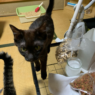 緊急！里親募集！人懐っこい子です。2匹ともオスです。