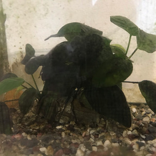 金魚水槽 Mサイズ アヌビアス・ナナ付き