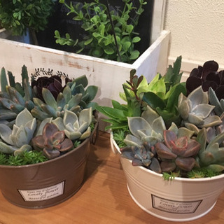 ☘多肉植物・寄せ植え教室・ワークショップの画像