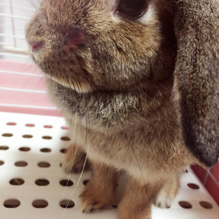 ウサギ、メス♀