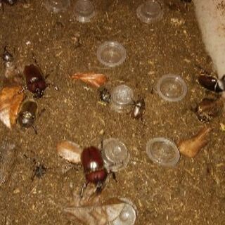 激安！！★カブト虫＆クワガタ★