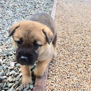 生後6周目尻尾フリフリ女の子