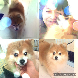 ペットシッター　DoggyMom（ドギーマム）