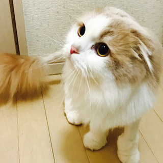 スコティッシュロング タビー 