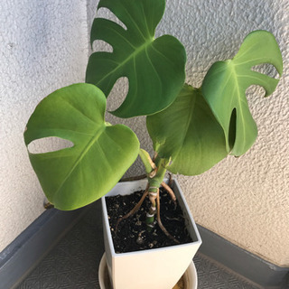 モンステラ　切り売り 植物 グリーン 観葉植物 幸運