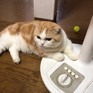 マンチカン3歳男の子