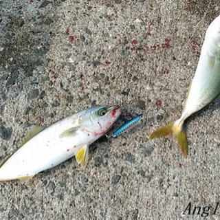 【今晩から朝方】釣りに行きませんか？