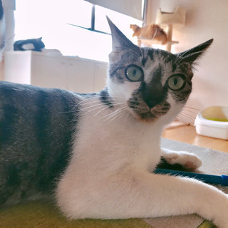 個性派な3歳。甘えてきます( ^ω^ )