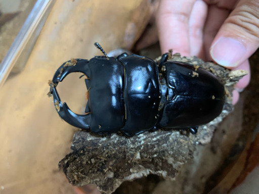 インドアンタエウスオオクワガタ ペア