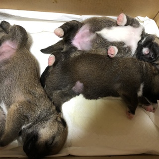 犬猫ボランティア募集