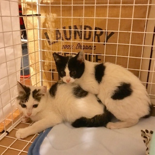 5月生まれ 飼い主がいません、の前回募集の子猫に兄弟がいました