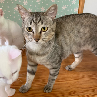 猫ちゃん大好きな里親様募集