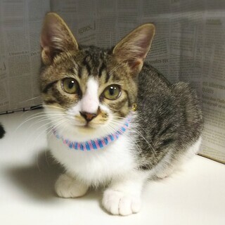 ちっちゃくて可憐な☆おはなちゃん - 猫
