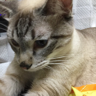シャム柄ブルーの目   譲渡