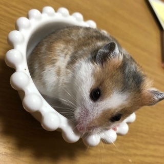 ゴールデンハムスター