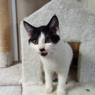 【募集終了】遊ぶの大好き　白黒ハチワレ　黒少な目　中分け君 - 猫