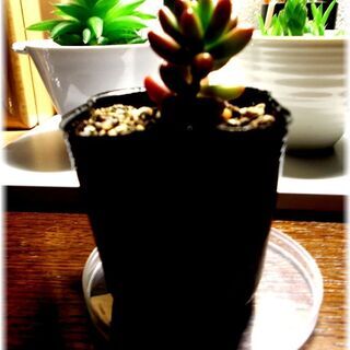<<サマーセール>>【多肉植物】セダム属『虹の玉』2号ポット入り(NNT50)の画像