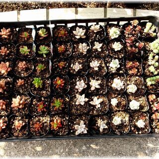 <<サマーセール>>【多肉植物】セダム属『虹の玉』2号ポット入り(NNT50)の画像