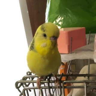 セキセイインコが迷子になりました。