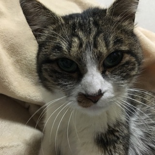 猫を探しています