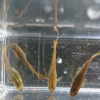 メダカいろいろミックス　15匹の画像