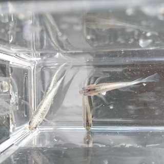 メダカいろいろミックス　15匹の画像