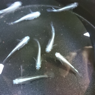 メダカいろいろミックス　15匹の画像