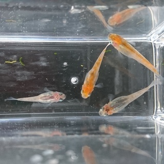 メダカいろいろミックス　15匹の画像