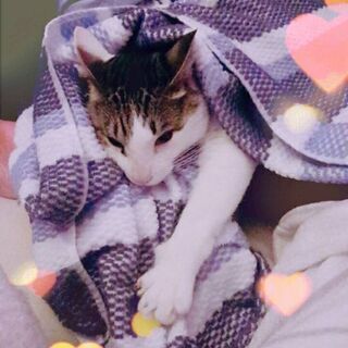里親探しています。