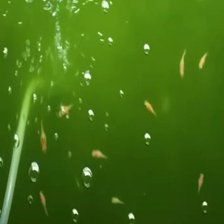 楊貴妃半ダルマメダカ／初恋メダカ（稚魚5匹）の画像