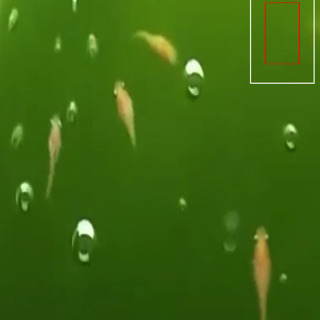 楊貴妃半ダルマメダカ／初恋メダカ（稚魚5匹）の画像
