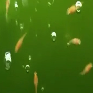 楊貴妃半ダルマメダカ／初恋メダカ（稚魚5匹）の画像