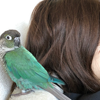【迷子】ウロコインコを探しています