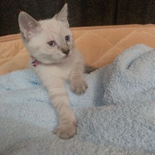 ５月中旬の雨の日に、自宅の軒下で子猫を保護しました。シャムハーフの３ヶ月♂の子猫です。の画像