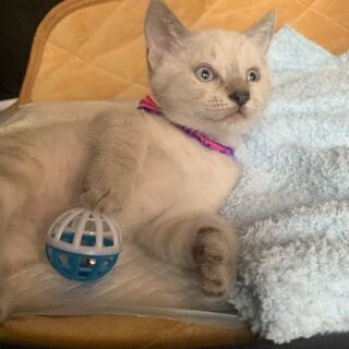 ５月中旬の雨の日に、自宅の軒下で子猫を保護しました。シャムハーフの３ヶ月♂の子猫です。 - 猫