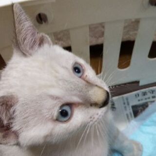 ５月中旬の雨の日に、自宅の軒下で子猫を保護しました。シャムハーフの３ヶ月♂の子猫です。 − 大阪府